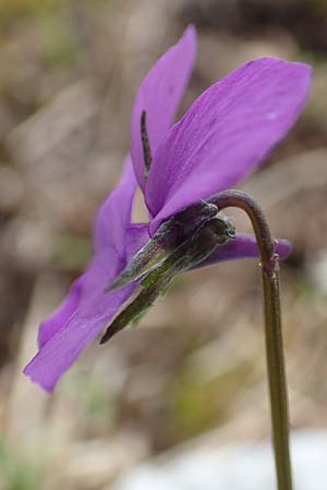 Viola dubyana \ Feinbl&auml;ttriges Veilchen / Duby's Pansy, I Alpi Bergamasche, Pizzo Arera 9.6.2017