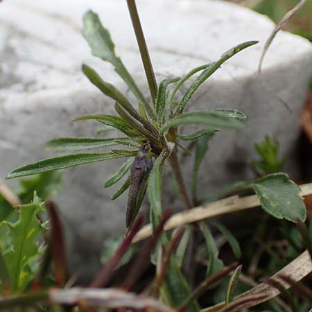 Viola dubyana \ Feinbl&auml;ttriges Veilchen / Duby's Pansy, I Alpi Bergamasche, Pizzo Arera 9.6.2017