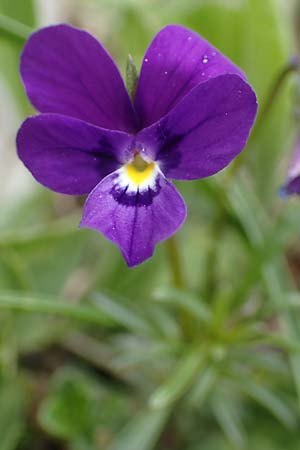Viola dubyana \ Feinbl&auml;ttriges Veilchen / Duby's Pansy, I Alpi Bergamasche, Pizzo Arera 9.6.2017