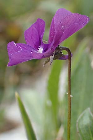 Viola dubyana \ Feinbl&auml;ttriges Veilchen / Duby's Pansy, I Alpi Bergamasche, Pizzo Arera 9.6.2017