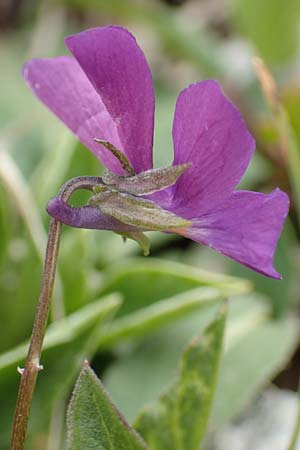 Viola dubyana \ Feinbl&auml;ttriges Veilchen / Duby's Pansy, I Alpi Bergamasche, Pizzo Arera 9.6.2017