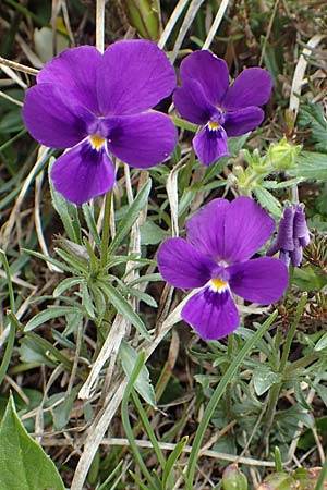 Viola dubyana \ Feinbl&auml;ttriges Veilchen / Duby's Pansy, I Alpi Bergamasche, Pizzo Arera 9.6.2017
