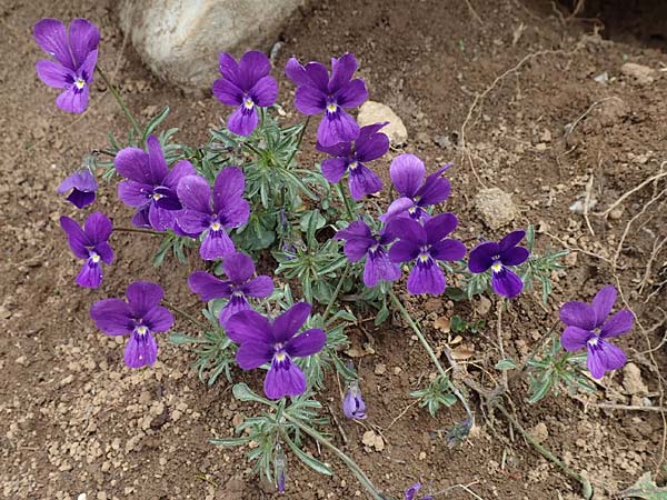 Viola dubyana \ Feinbl&auml;ttriges Veilchen / Duby's Pansy, I Alpi Bergamasche, Pizzo Arera 9.6.2017