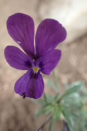 Viola dubyana \ Feinbl&auml;ttriges Veilchen / Duby's Pansy, I Alpi Bergamasche, Pizzo Arera 9.6.2017