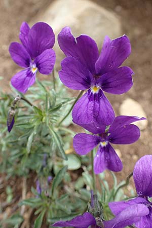 Viola dubyana \ Feinbl&auml;ttriges Veilchen / Duby's Pansy, I Alpi Bergamasche, Pizzo Arera 9.6.2017