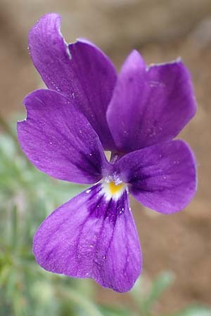 Viola dubyana \ Feinbl&auml;ttriges Veilchen / Duby's Pansy, I Alpi Bergamasche, Pizzo Arera 9.6.2017