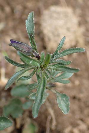 Viola dubyana \ Feinbl&auml;ttriges Veilchen / Duby's Pansy, I Alpi Bergamasche, Pizzo Arera 9.6.2017