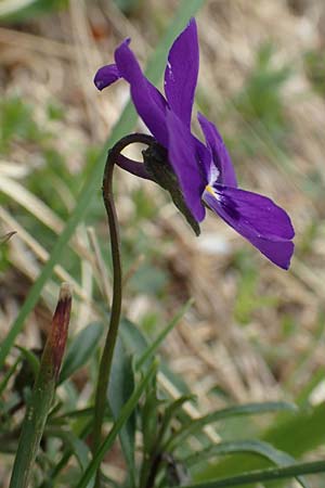 Viola dubyana \ Feinbl&auml;ttriges Veilchen / Duby's Pansy, I Alpi Bergamasche, Pizzo Arera 9.6.2017