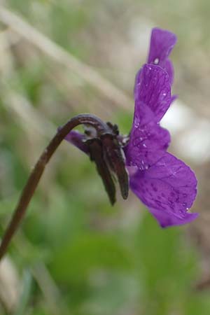Viola dubyana \ Feinbl&auml;ttriges Veilchen / Duby's Pansy, I Alpi Bergamasche, Pizzo Arera 9.6.2017