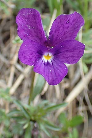 Viola dubyana \ Feinbl&auml;ttriges Veilchen / Duby's Pansy, I Alpi Bergamasche, Pizzo Arera 9.6.2017