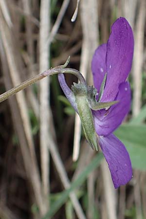 Viola dubyana \ Feinbl&auml;ttriges Veilchen / Duby's Pansy, I Alpi Bergamasche, Pizzo Arera 9.6.2017