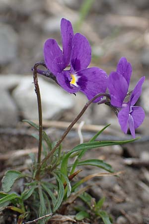 Viola dubyana \ Feinbl&auml;ttriges Veilchen / Duby's Pansy, I Alpi Bergamasche, Monte Alben 11.6.2017