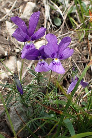 Viola dubyana \ Feinbl&auml;ttriges Veilchen / Duby's Pansy, I Alpi Bergamasche, Monte Alben 11.6.2017