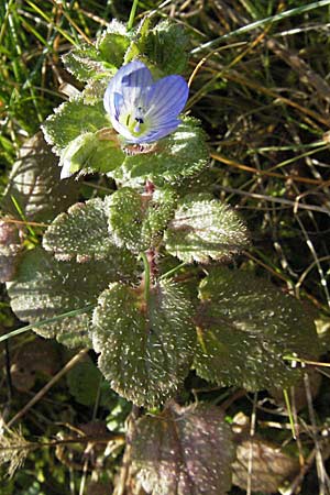 Veronica persica \ Persischer Ehrenpreis / Common Field Speedwell, I Jesolo 17.2.2007
