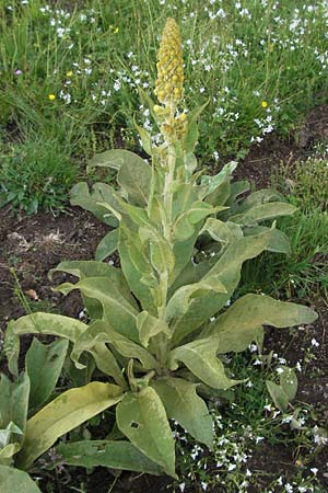 Verbascum longifolium \ Langbl&auml;ttrige K�nigskerze / Long-Leaved Mullein, I Norcia 7.6.2007