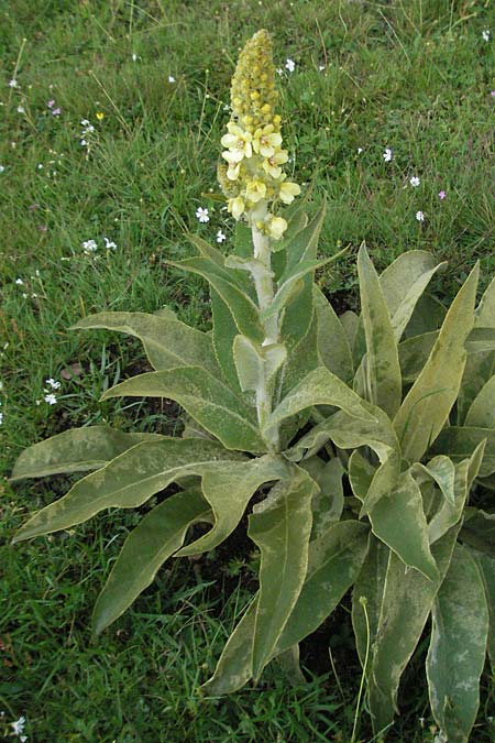 Verbascum longifolium \ Langbl&auml;ttrige K�nigskerze / Long-Leaved Mullein, I Norcia 7.6.2007
