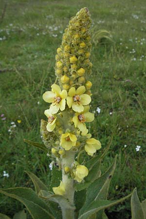 Verbascum longifolium \ Langbl&auml;ttrige K�nigskerze / Long-Leaved Mullein, I Norcia 7.6.2007