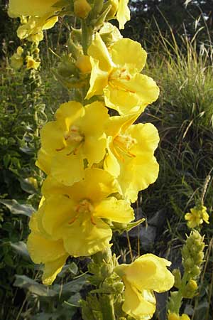 Verbascum densiflorum \ Grobltige Knigskerze / Dense-flowered Mullein, I Trieste 27.6.2010