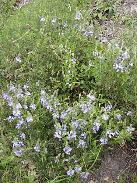 Veronica orsiniana \ Orsinis Ehrenpreis / Orsini's Speedwell, I Liguria, Pieve di Teco 27.5.2013