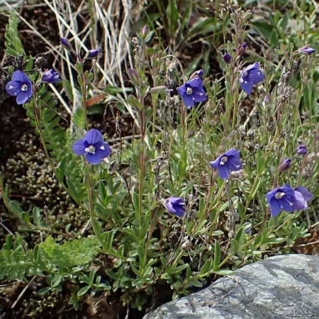 Veronica fruticans \ Felsen-Ehrenpreis / Rock Speedwell, I Passo di Gavia 6.7.2026