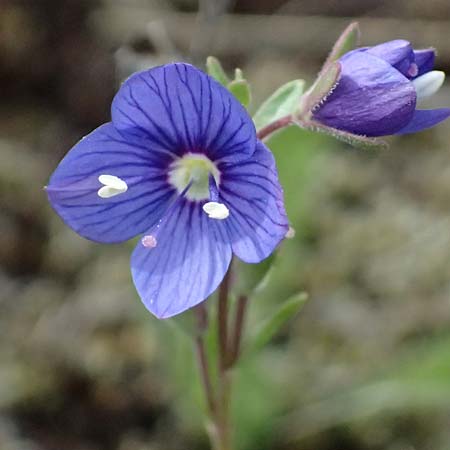 Veronica fruticans \ Felsen-Ehrenpreis / Rock Speedwell, I Passo di Gavia 6.7.2026