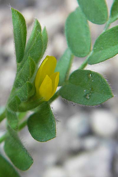 Hippocrepis biflora ? \ Zweibl�tiger Hufeisenklee, I Liguria, Sassello 22.5.2010