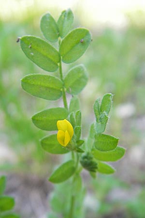 Hippocrepis biflora ? \ Zweibl�tiger Hufeisenklee, I Albisola 22.5.2010