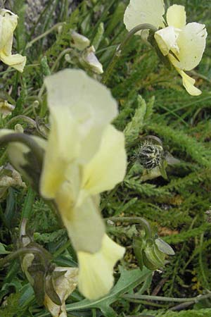 Viola eugeniae \ Eugenisches Veilchen / Eugenian Violet, I Campo Imperatore 5.6.2007