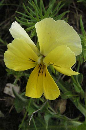 Viola eugeniae \ Eugenisches Veilchen / Eugenian Violet, I Campo Imperatore 5.6.2007