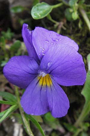 Viola eugeniae \ Eugenisches Veilchen / Eugenian Violet, I Campo Imperatore 5.6.2007