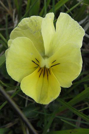 Viola eugeniae \ Eugenisches Veilchen / Eugenian Violet, I Norcia 7.6.2007
