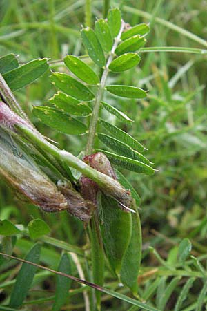Vicia pannonica subsp. striata \ Gestreifte Wicke / Hungarian Vetch, I Monti Sibillini, Castelluccio 7.6.2007