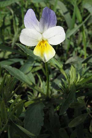 Viola arvensis \ Acker-Stiefmtterchen / Field Pansy, I Monti Sibillini 8.6.2007