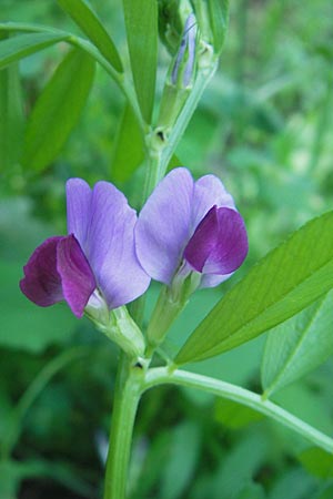 Vicia sativa var. sativa \ Saat-Wicke, Echte Futter-Wicke / Common Vetch, I Albisola 22.5.2010