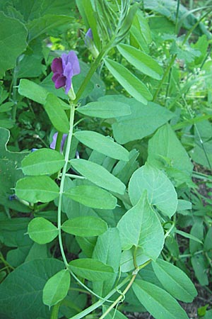 Vicia sativa var. sativa \ Saat-Wicke, Echte Futter-Wicke / Common Vetch, I Albisola 22.5.2010