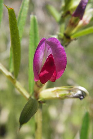 Vicia segetalis \ Korn-Wicke, Getreide-Wicke / Narrow-Leaved Common Vetch, I Liguria, Dolcedo 23.5.2013