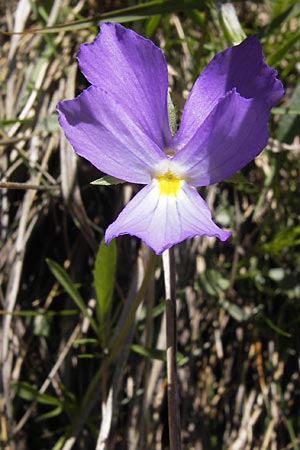 Viola calcarata \ Langsporniges Veilchen, Gesporntes Stiefmtterchen / Spurred Pansy, I Liguria, Monte Beigua 24.5.2013