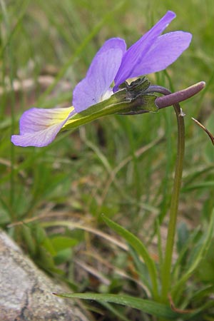 Viola calcarata \ Langsporniges Veilchen, Gesporntes Stiefmtterchen / Spurred Pansy, I Liguria, Monte Beigua 24.5.2013