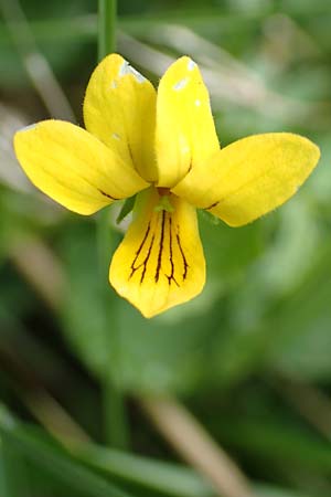 Viola biflora \ Gelbes Veilchen / Alpine Yellow Violet, I Alpi Bergamasche, Pizzo Arera 9.6.2017