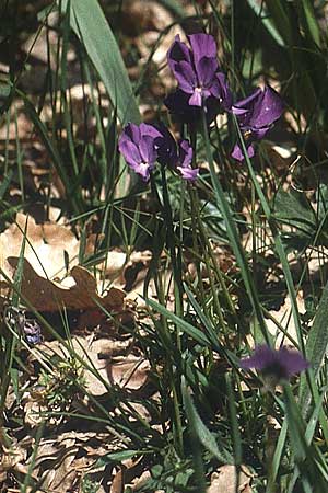 Viola merxmuelleri \ Merxm&uuml;llers Veilchen / Merxmueller's Violet, I Promontorio del Gargano,  Vieste 30.4.1985