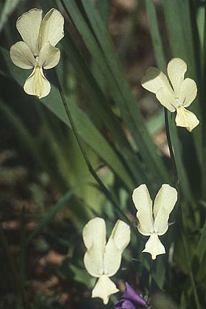 Viola merxmuelleri \ Merxm&uuml;llers Veilchen / Merxmueller's Violet, I Promontorio del Gargano,  Vieste 30.4.1985