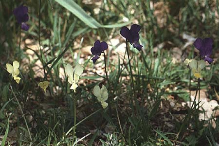 Viola merxmuelleri \ Merxm&uuml;llers Veilchen / Merxmueller's Violet, I Promontorio del Gargano,  Vieste 30.4.1985