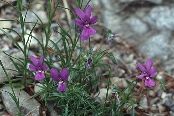 Viola dubyana \ Feinbl&auml;ttriges Veilchen / Duby's Pansy, I Passo Tremalzo 13.6.1993