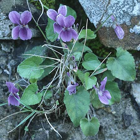 Viola hirta \ Rauhaariges Veilchen / Hairy Violet, I Cilento, Palinuro 16.3.2002