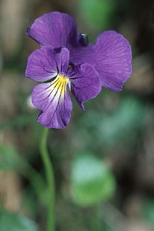 Viola eugeniae \ Eugenisches Veilchen / Eugenian Violet, I Assisi,  Monte Subasio 17.5.2005