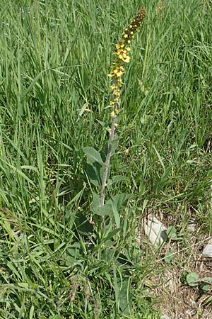 Verbascum nigrum \ Dunkle Knigskerze, Schwarze Knigskerze / Dark Mullein, I Alpi Bergamasche, Pizzo Arera 9.6.2017