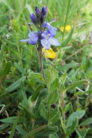 Veronica orsiniana \ Orsinis Ehrenpreis / Orsini's Speedwell, I Campo Imperatore 5.6.2007