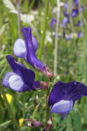 Vicia onobrychioides \ Esparsetten-Wicke, I Monti Sibillini 8.6.2007