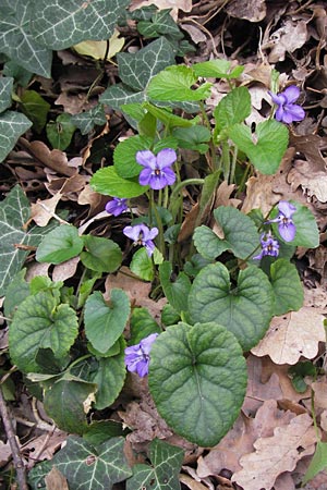 Viola odorata \ Wohlriechendes Veilchen, Mrz-Veilchen / Sweet Violet, I Cattolica 24.3.2013