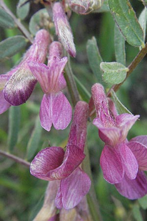 Vicia pannonica subsp. striata \ Gestreifte Wicke / Hungarian Vetch, I Campo Imperatore 5.6.2007